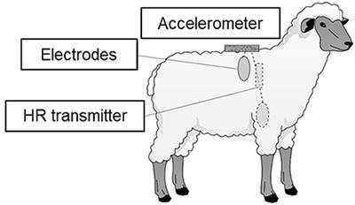 Effects of Heat Stress on Heart Rate Variability in Free-Moving Sheep and Goats Assessed With Correction for Physical Activity